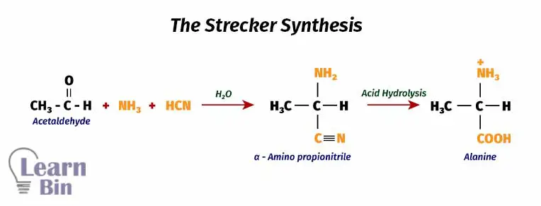 The Strecker synthesis