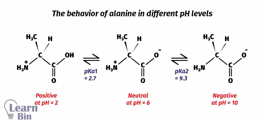 The behavior of alanine in different pH levels