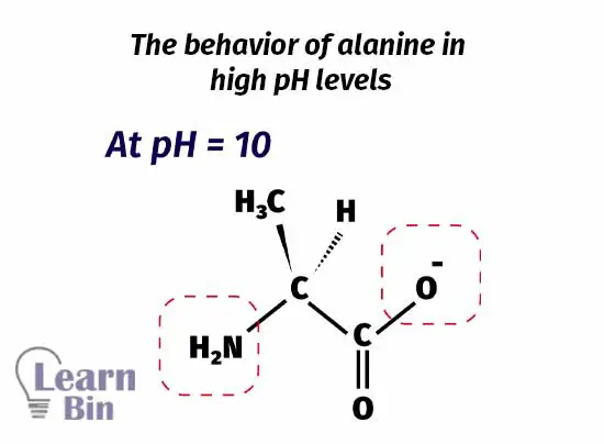 The behavior of alanine in high pH levels