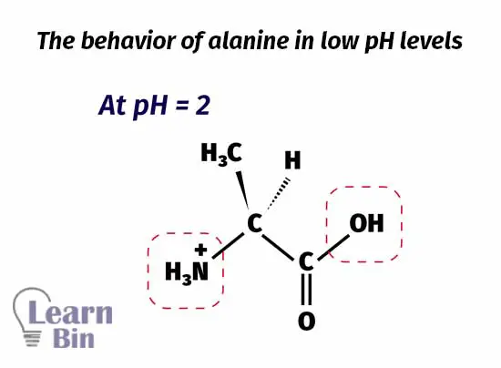 The behavior of alanine in low pH levels