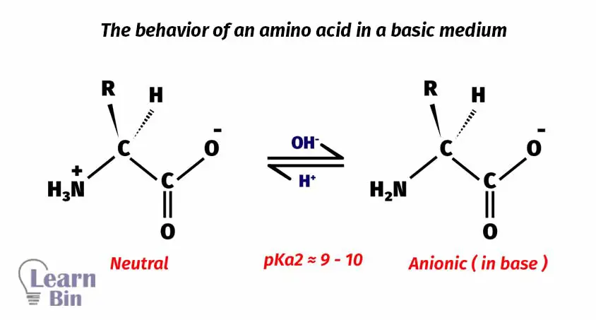 The behavior of an amino acid in a basic medium