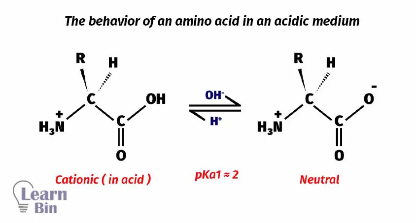 The behavior of an amino acid in an acidic medium