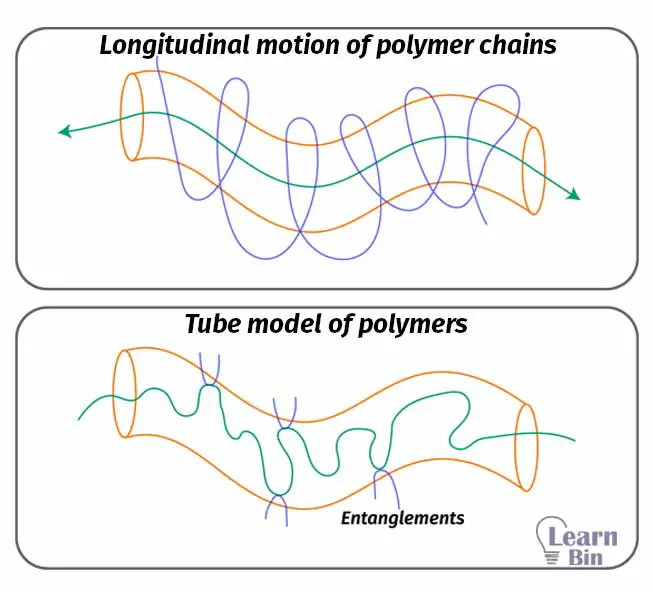 Longitudinal motion of polymer chains and Tube model of polymers
