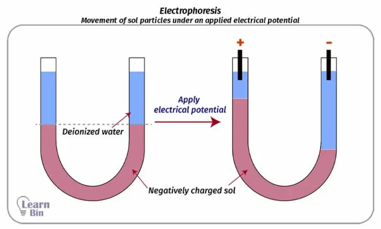 Electrophoresis - Movement of sol particles under an applied electrical potential