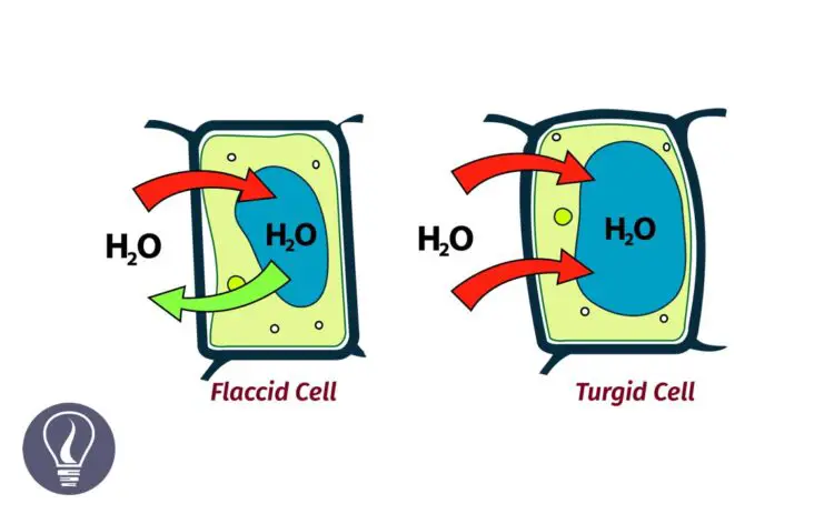 Turgid Cells and Flaccid Cells - Water Transport in Plants