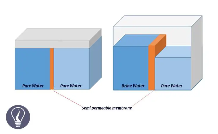 Water Potential - Water Transport in Plants