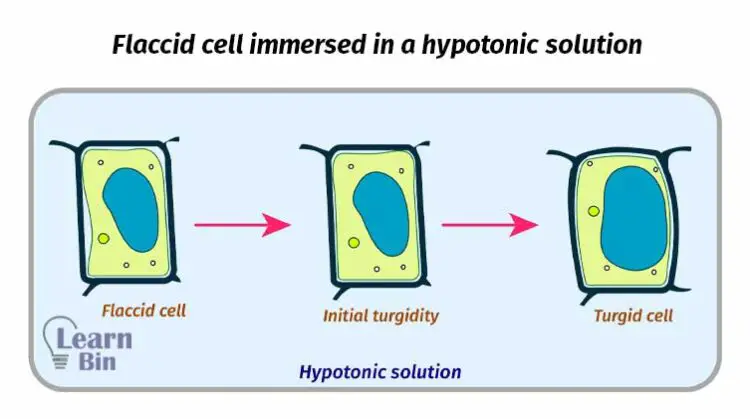 Flaccid cell immersed in a hypotonic solution