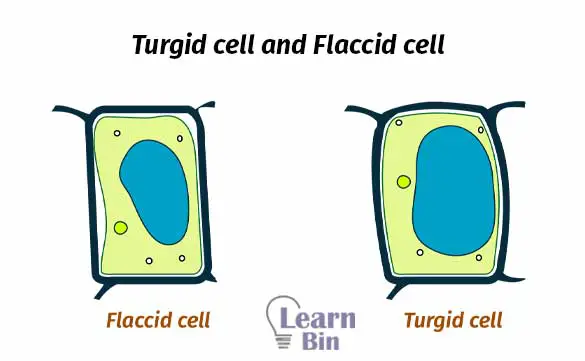 Turgid cell and Flaccid cell 2