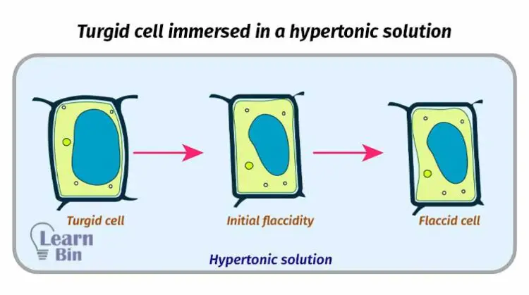 Turgid cell immersed in a hypertonic solution