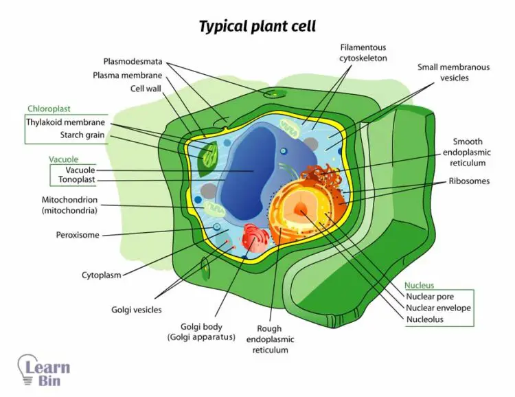 Typical plant cell structure