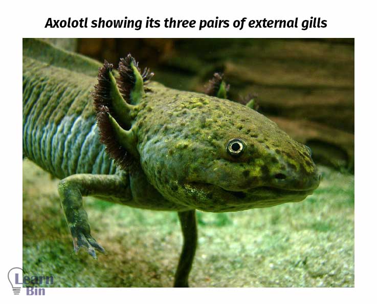 Gas Exchange in Animals: Specialized Respiratory Organs and Structures 2 Axolotl showing its three pairs of external gills