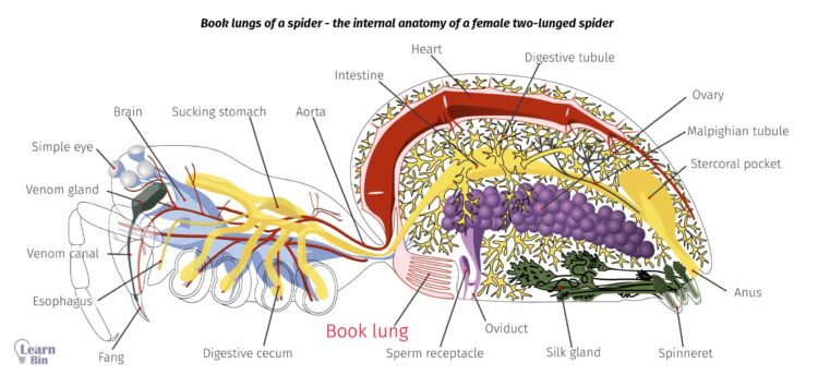 Gas Exchange in Animals: Specialized Respiratory Organs and Structures 5 Book lungs of a spider - the internal anatomy of a female two-lunged spider