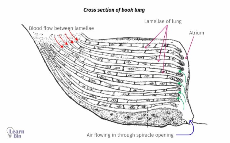 Gas Exchange in Animals: Specialized Respiratory Organs and Structures 4 Cross section of book lung